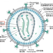 大兴安岭地区呼玛县 阻断药副作用?HIV感染者体内HIV-1 DNA的存在形式及意义