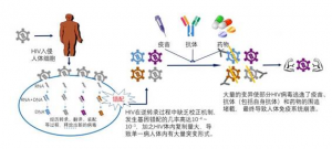 北京市通州区24小时高危行为阻断药哪里买？你知道HIV变异有多快吗？