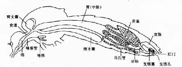 抚顺市东洲区艾滋窗口期最长多少天？蚊虫叮咬不传播艾滋病！