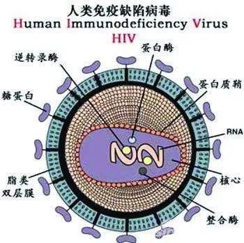 广元市苍溪县 阻断药在哪里买 你真的了解艾滋病吗？