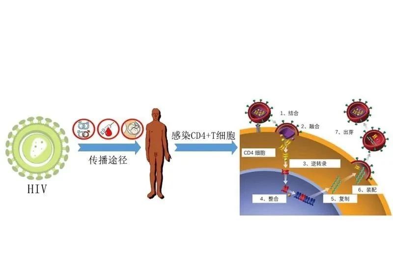 南充市嘉陵区  必妥维阻断成功率？谈“艾” 无需色变