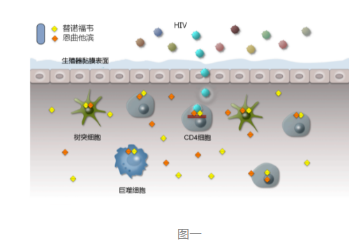 上海市虹口区阻断药是什么 能急送吗？暴露前预防HIV病毒的原理科普