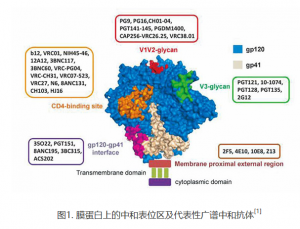 北京市丰台区24小时高危行为阻断药哪里买？艾滋病病毒的膜蛋白上有哪些广谱中和抗体表位