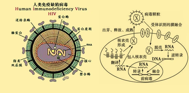 感染艾滋病病毒后，免疫系统如何与之斗争？北京市大兴区高危24小时阻断药多少钱？