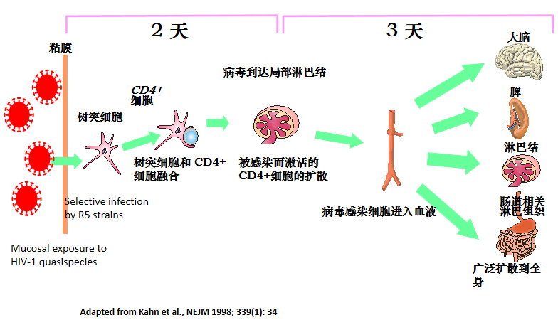 常州市新北区阻断药28天多少钱？“情人节”和“情人劫”只差0.04毫米，竟是因为它……