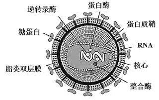 大兴安岭地区塔河县 吃阻断药可以吃褪黑素吗？HIV感染者易发血脂代谢异常