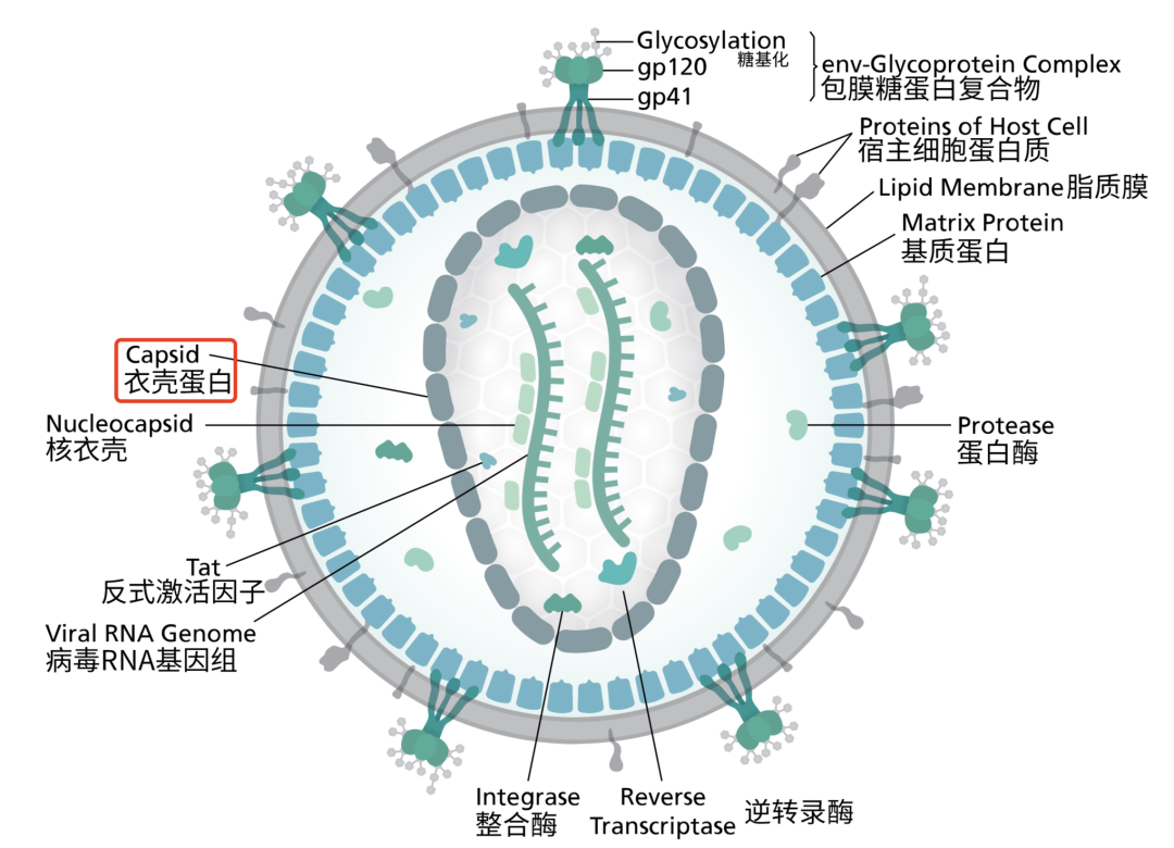 大兴安岭地区呼玛县 阻断药副作用？HIV感染者体内HIV-1 DNA的存在形式及意义