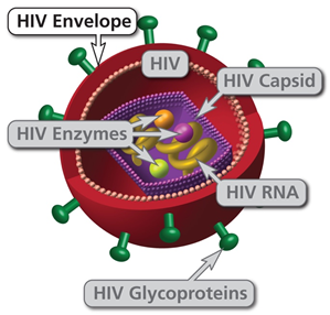 大庆市 大同区 阻断药什么牌子的好 你了解阻止HIV进入细胞的药物吗？