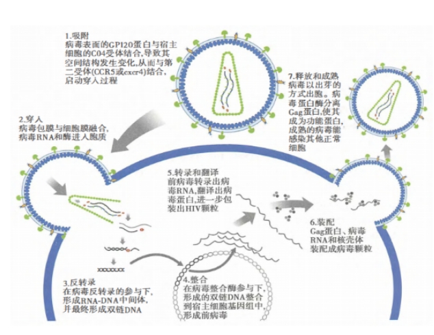 咸阳市乾县  阻断药只吃一次有用吗？艾滋病知识小科普（五）——发病机制与病理